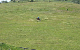 Sammy in pasture